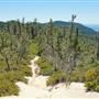 Big Basin Redwoods State Park (SP)