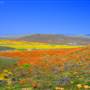 Antelope Valley California Poppy Reserve State Natural Reserve (SNR)