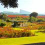 Exposition Park Rose Garden