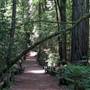 Armstrong Redwoods State Natural Reserve (SNR)