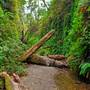 Prairie Creek Redwoods State Park (SP) within the Redwood National and State Parks