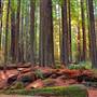 Humboldt Redwoods State Park (SP)