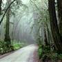Forest of Nisene Marks State Park (SP), The