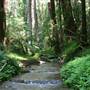 Portola Redwoods State Park (SP)