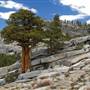 Olmsted Point