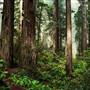 Redwood National & State Parks