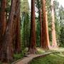 Sequoia and Kings Canyon National Parks & Crystal Cave