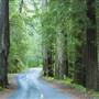 Mailliard Redwoods State Natural Reserve (SNR)