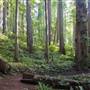 Jedediah Smith Redwoods State Park (SP) within the Redwood National and State Parks