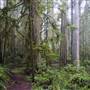 Jedediah Smith Redwoods State Park (SP) within the Redwood National and State Parks