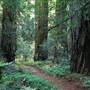 Hendy Woods State Park (SP)