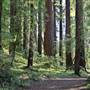 John B. Dewitt Redwoods State National Reserve (SNR)