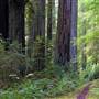 Del Norte Coast Redwoods State Park (SP) within the Redwood National and State Parks