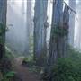 Del Norte Coast Redwoods State Park (SP) within the Redwood National and State Parks