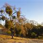 Henry W. Coe State Park (SP)