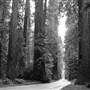 Humboldt Redwoods State Park (SP)