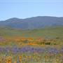 Carrizo Plain National Monument