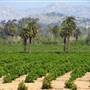 California Citrus State Historic Park (SHP)