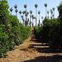 California Citrus State Historic Park (SHP)