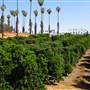 California Citrus State Historic Park (SHP)