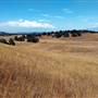 Santa Rosa Plateau Ecological Reserve - Riverside County & California Department of Fish & Wildlife (CDFW)