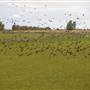 Yolo Bypass Wildlife Area - California Department of Fish & Wildlife (CDFW)