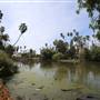 Los Angeles County Arboretum