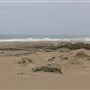 MacKerricher State Park (SP) - Inglenook Ten Mile Preserve - northern stretch - aka Ten Mile Dunes