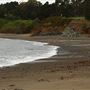 Van Damme State Park (SP) / Beach / Pygmy Forest / Fern Canyon Trail / Spring Ranch Trail