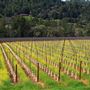 Anderson Valley Region - Mendocino County