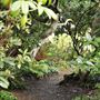 Mendocino Coast Botanical Gardens