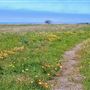 Noyo Headlands Park