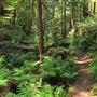 Russian Gulch State Park (SP) / Russian Gulch Bridge - Highway 1