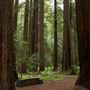 Montgomery Woods State Natural Reserve (SNR)