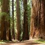 Montgomery Woods State Natural Reserve (SNR)
