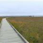 Boardwalk at Laguna Point @ (MacKerricher State Park)