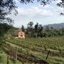 Blue Rock Vineyard