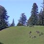 Browder Ranch