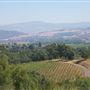 Davis Bynum Winery