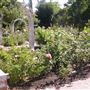Luther Burbank Home & Gardens