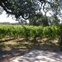 Olivet Grange Vineyard
