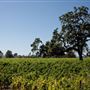 Olivet Grange Vineyard