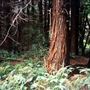 Pomo Canyon (Sonoma Coast State Park)