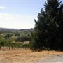 Raymond Burr Vineyards - Deer Creek Valley