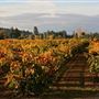 The Russian River Rose Company