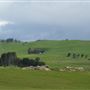 Tomales Rd