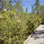 Van Damme State Park (SP) / Beach / Pygmy Forest / Fern Canyon Trail / Spring Ranch Trail