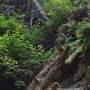 Little River Blowhole Trail