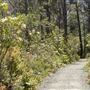 Van Damme State Park (SP) / Beach / Pygmy Forest / Fern Canyon Trail / Spring Ranch Trail