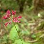 Van Damme State Park (SP) / Beach / Pygmy Forest / Fern Canyon Trail / Spring Ranch Trail